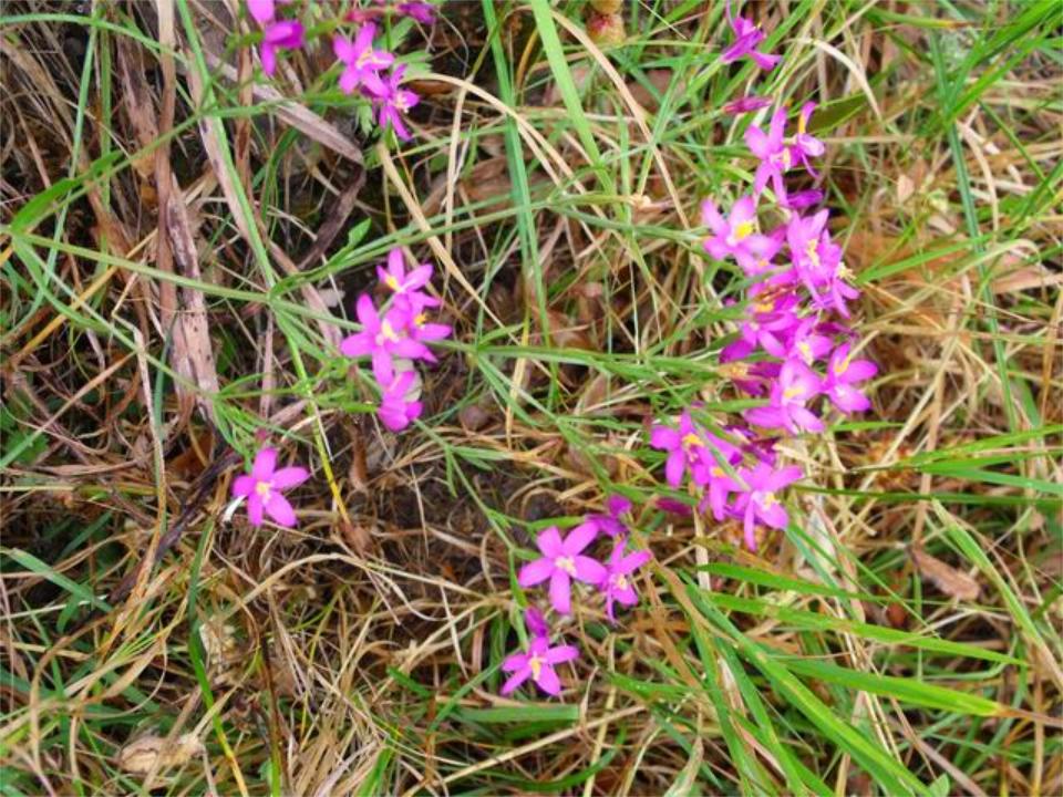Centaurium sp.